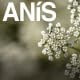 Anís en Laxsana de Susarón