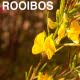 roibos y té de sudafrica