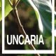 que es uncaria