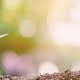 Alimentos ecológicos con Susarón