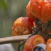 Guaraná y Susarón El guaraná y sus propiedades que nos dan energía,