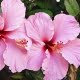 flor hibisco más energía
